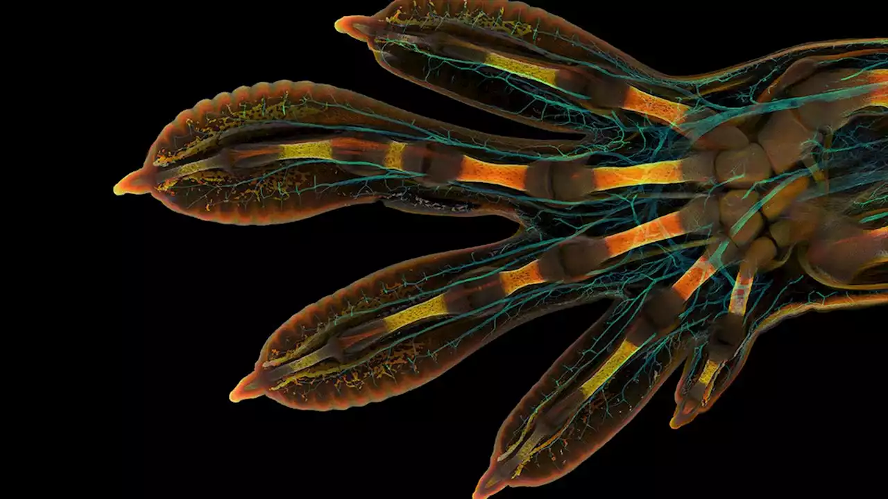 A glimpse inside a gecko’s hand won the 2022 Nikon Small World photo contest