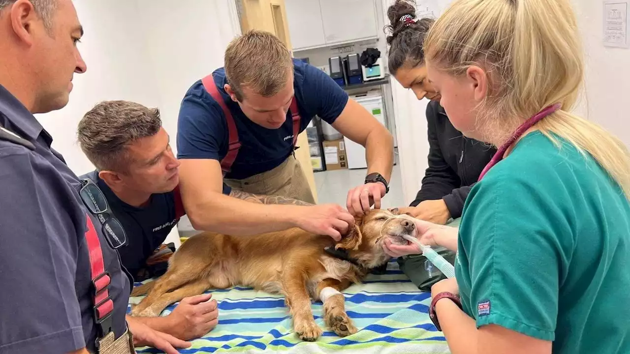 Cocker spaniel rescued by fire crew after getting head trapped in metal fence