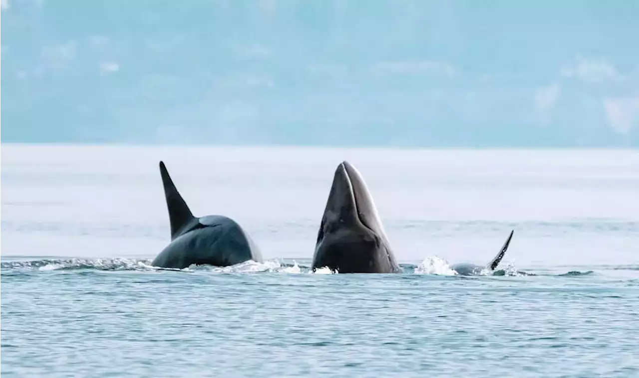 Orca predators take down large minke whale