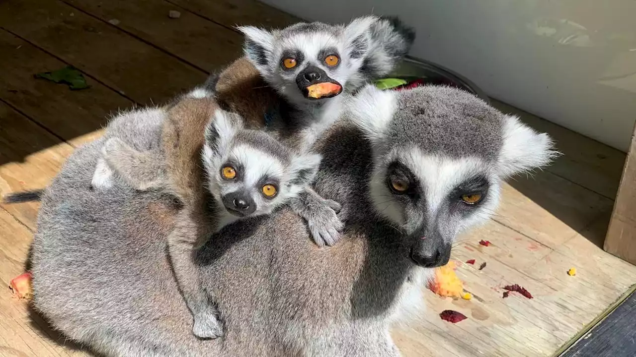 Eight babies in two months: Endangered lemur species welcomes four new sets of twins at zoo