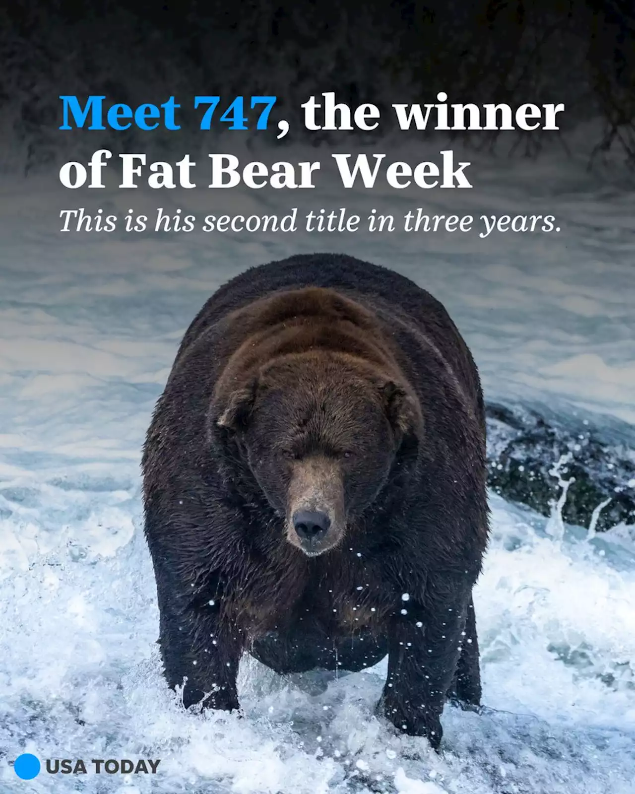 A champion of chonk is crowned: 747 wins 2022 Fat Bear Week, second title in three years