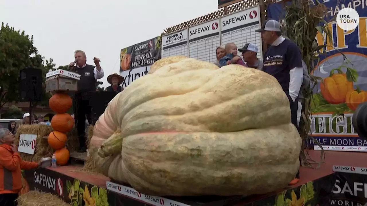 Minnesota teacher grows gigantic 2,560-pound pumpkin, setting new US record