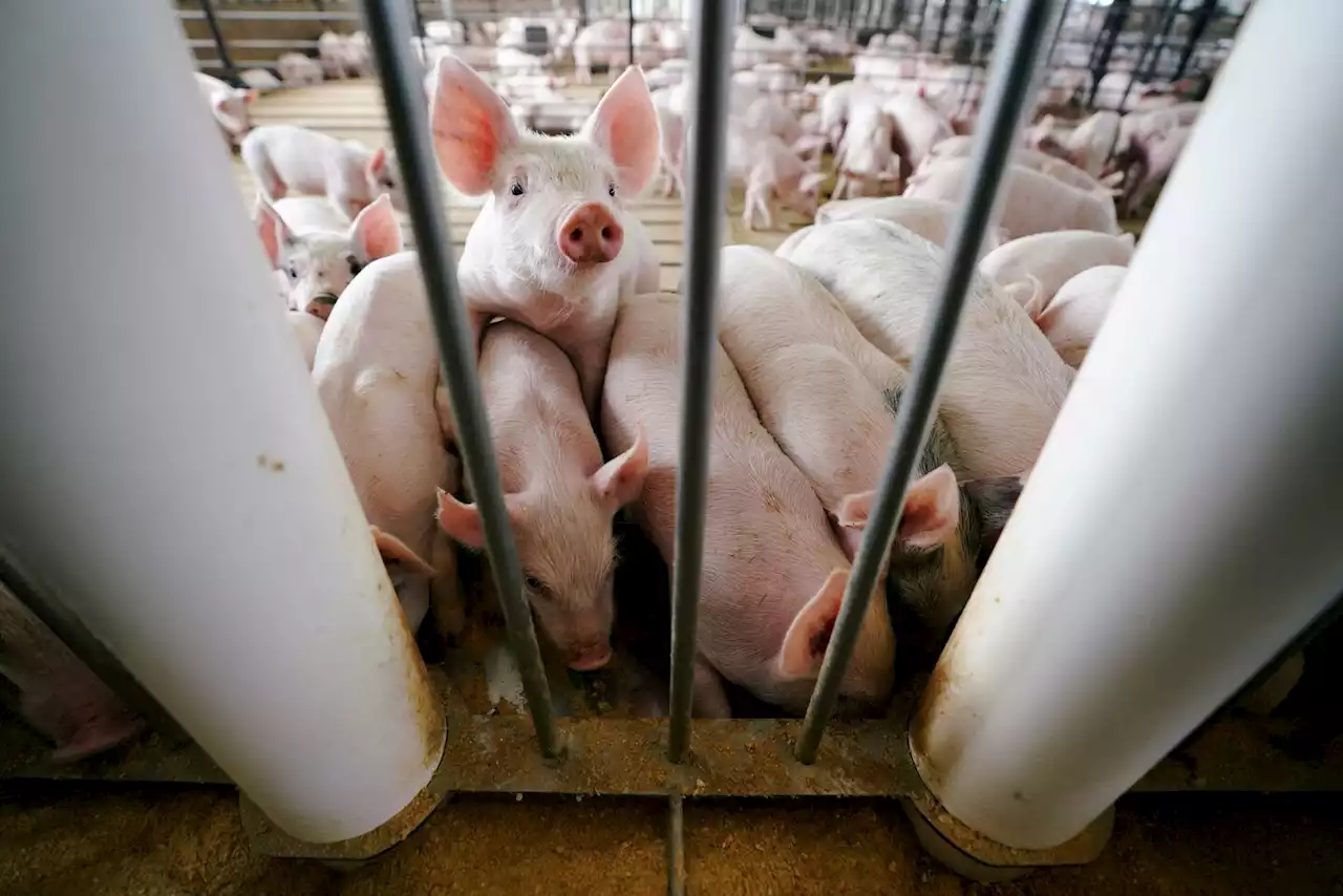 Supreme Court weighs far-reaching effects of Calif. pork restrictions