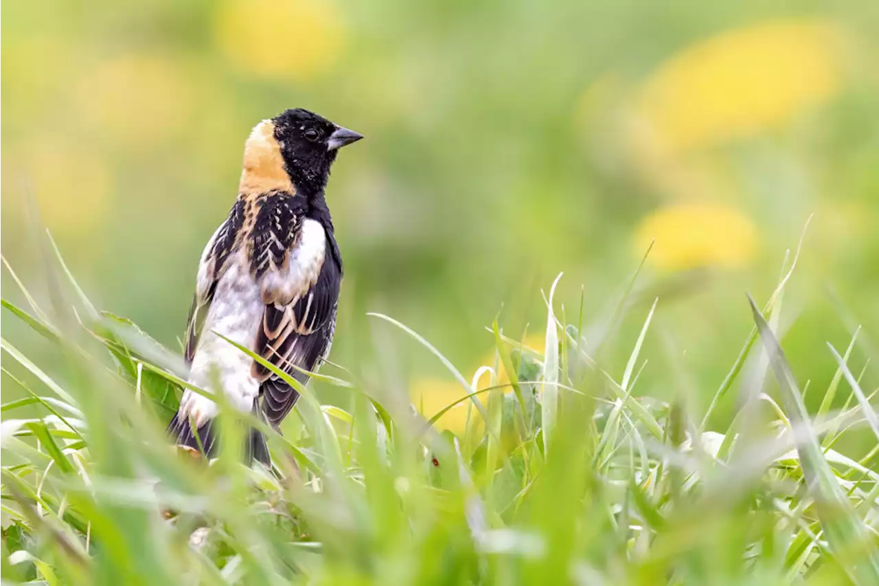 Report: Bird populations in decline across U.S., Mass., some species near ‘tipping point’