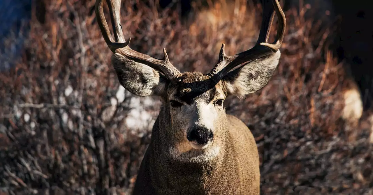 Gas Drilling Is Disrupting Animal Migration