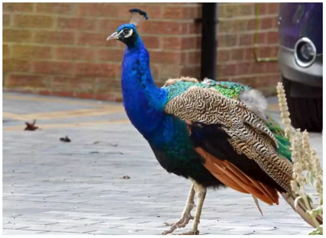 Anger as one of Yorkshire village's iconic peacocks killed in hit and run smash