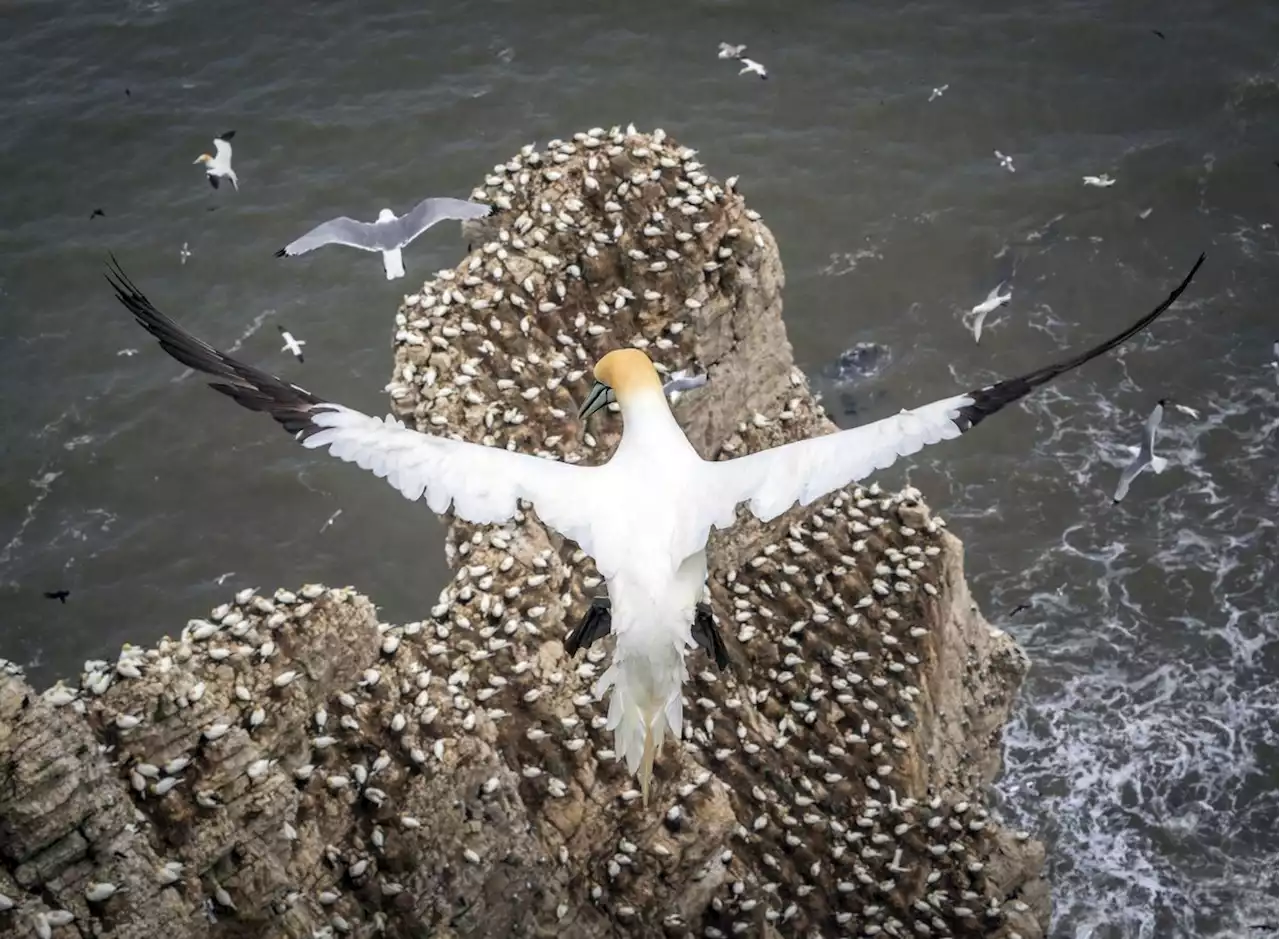 Avian flu outbreak at RSPB Bempton kills hundreds of its largest seabirds