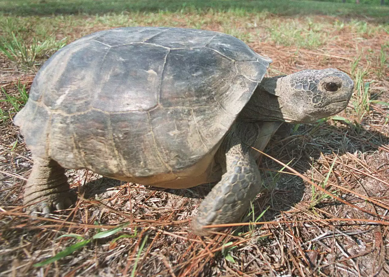 Gopher tortoise denied Endangered Species Act protections in most of Alabama