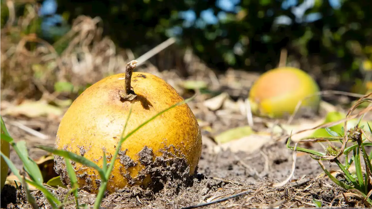 Orange prices could increase as Florida crop lowest in decades