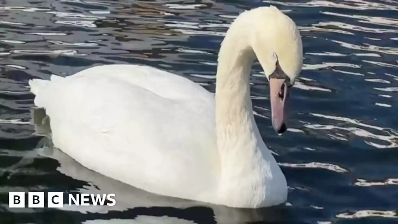 Bird flu: Broads Society calls for help dealing with dead birds