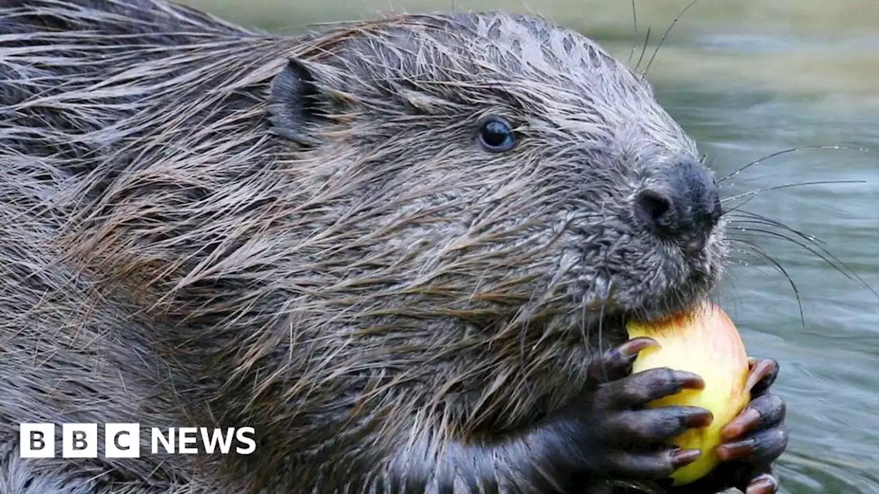 Beaver family could move from Tayside to Loch Lomond reserve