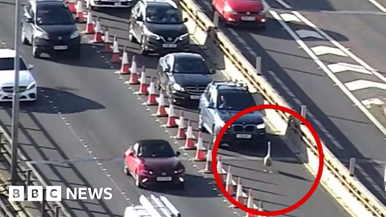 Traffic grinds to a halt after swan lands on Kingston Bridge