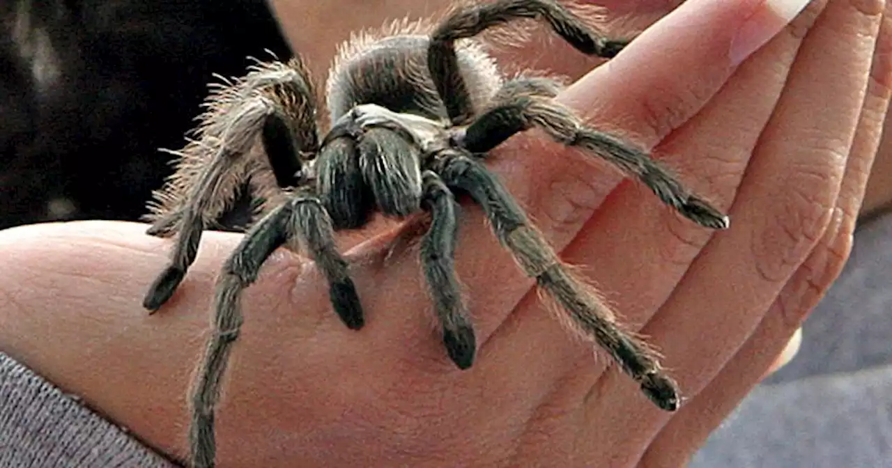 Neal Taylor Nature Center crawling with 'creepy creatures' for Halloween