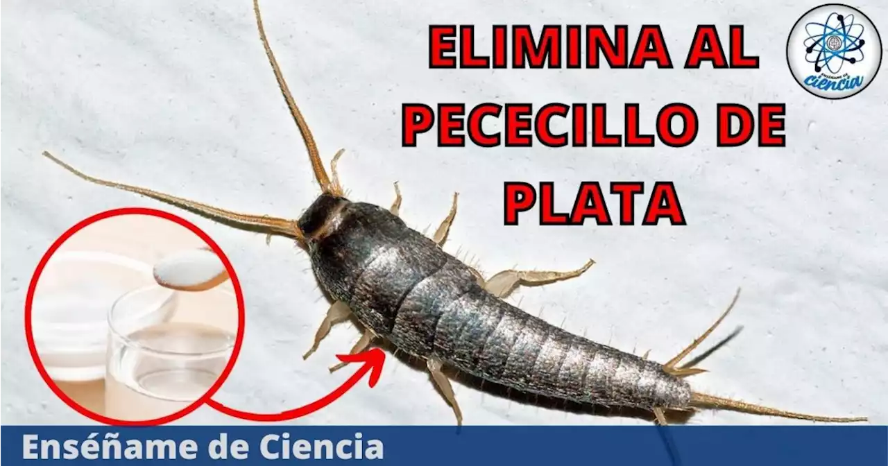 Los mejores trucos para eliminar los pececillos de plata de forma definitiva