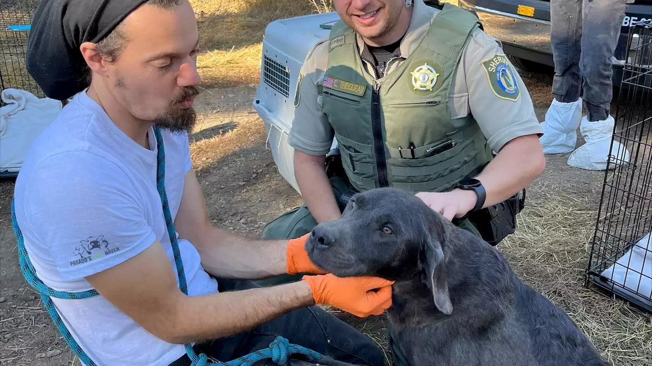 Pasado's Safe Haven rescues over 40 English labs from 'overrun' breeding situation