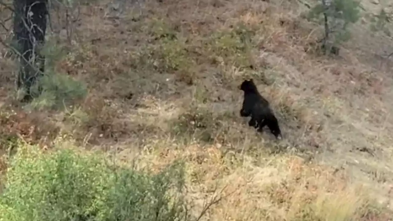 VIDEO: WSDOT crew member helps reunite mama bear with her cub