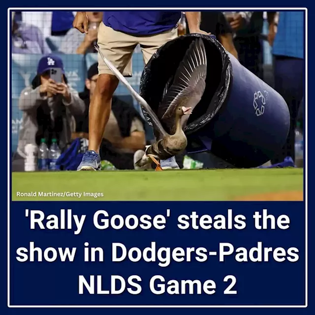 Dodgers drop NLDS Game 2 to Padres; 'Rally Goose' briefly steals show