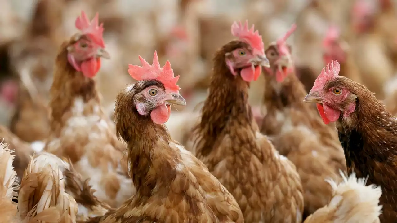 UK poultry farmers demand government issue housing order over rising Avian flu cases