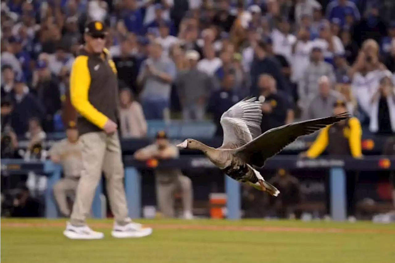 Goose on loose causes delay at Padres-Dodgers playoff game