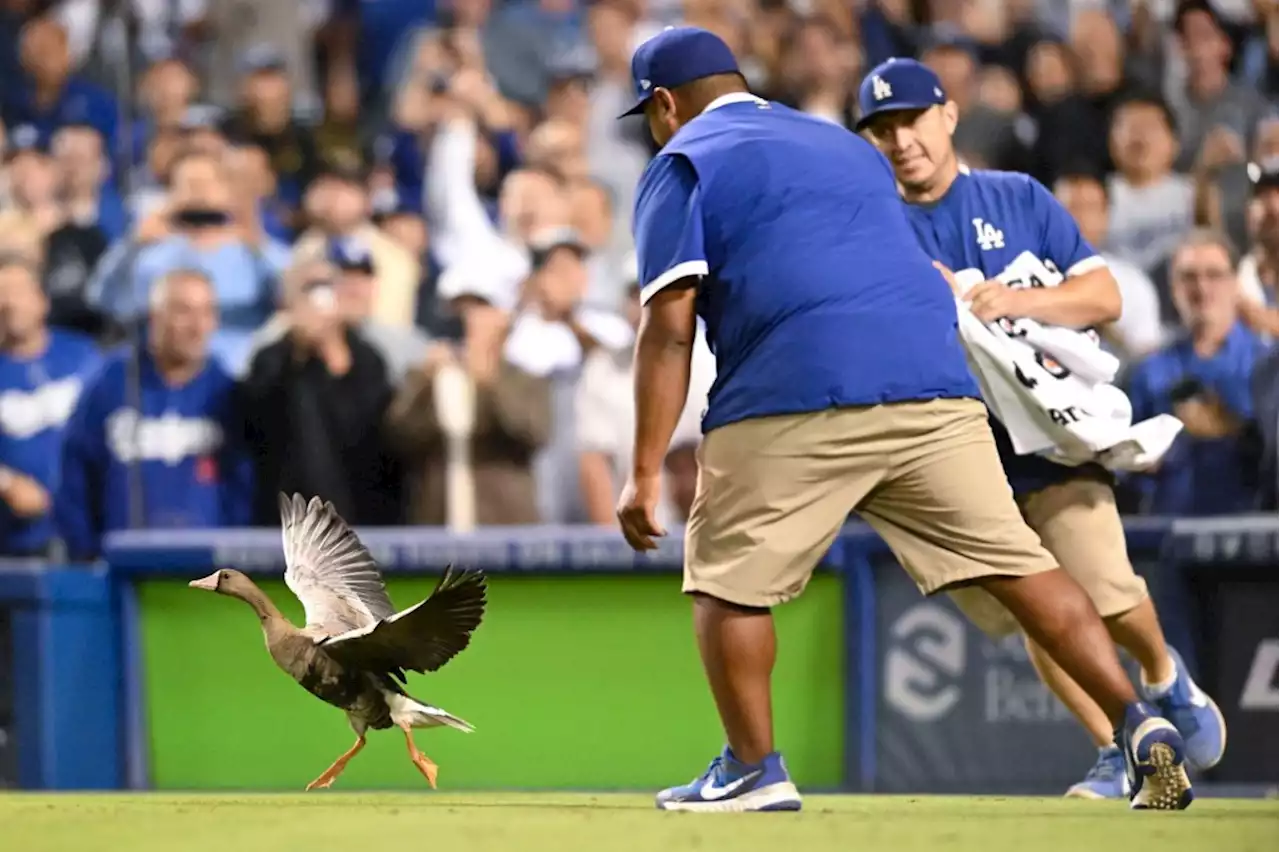 Fowl ball: Goose brought Dodgers a laugh but no luck in NLDS Game 2