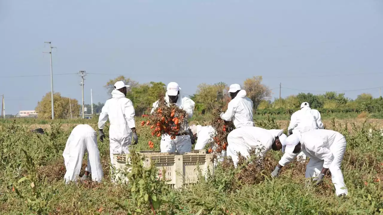 Morì nei campi mentre raccoglieva pomodori: chieste due condanne per riduzione in schiavitù e omicidio colposo