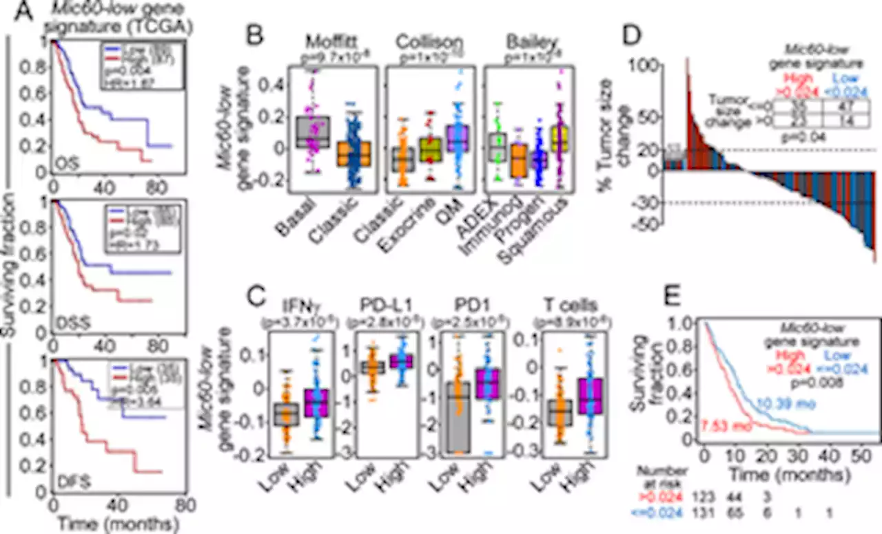 Mitochondrial fitness and cancer risk