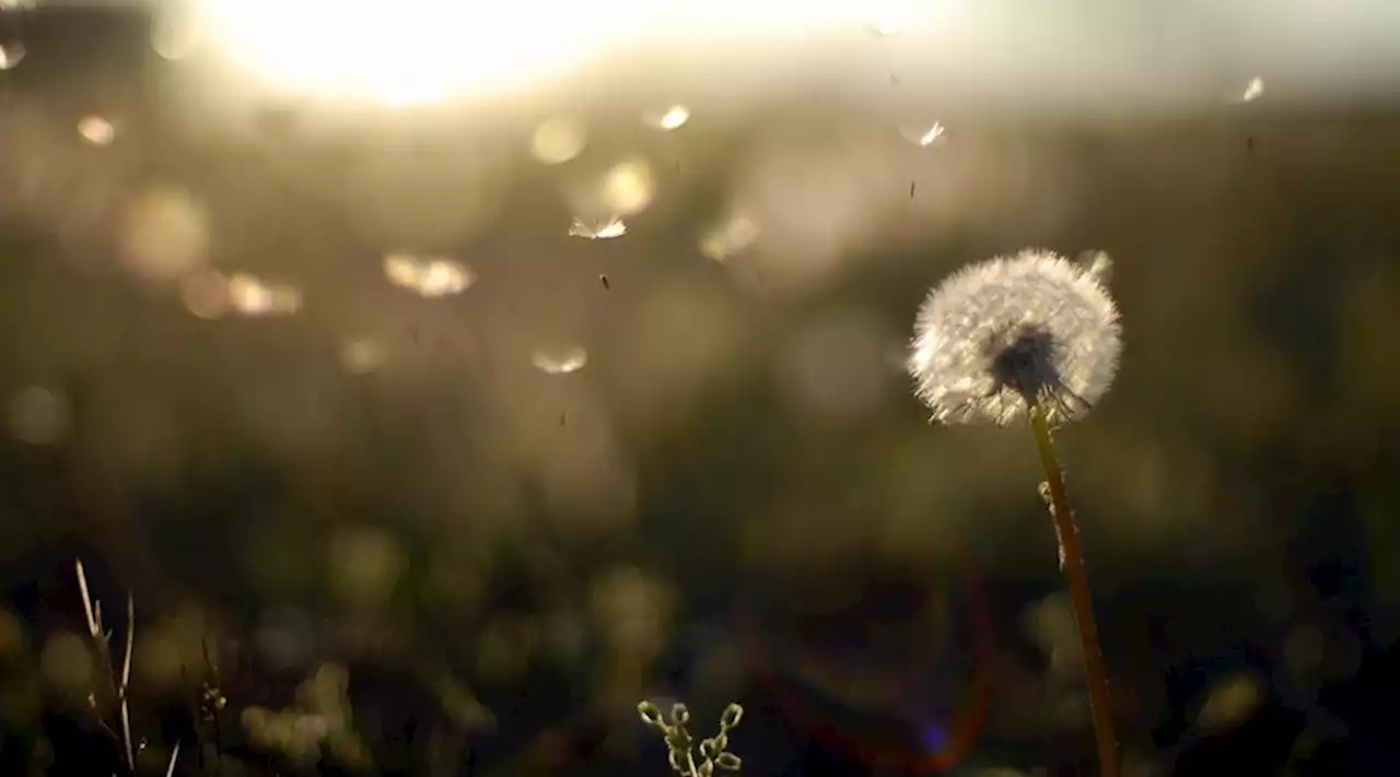 Wind harvester harnesses energy from light breezes