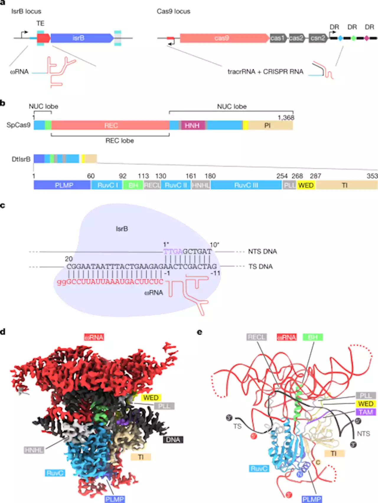 Structure of the OMEGA nickase IsrB in complex with ωRNA and target DNA - Nature