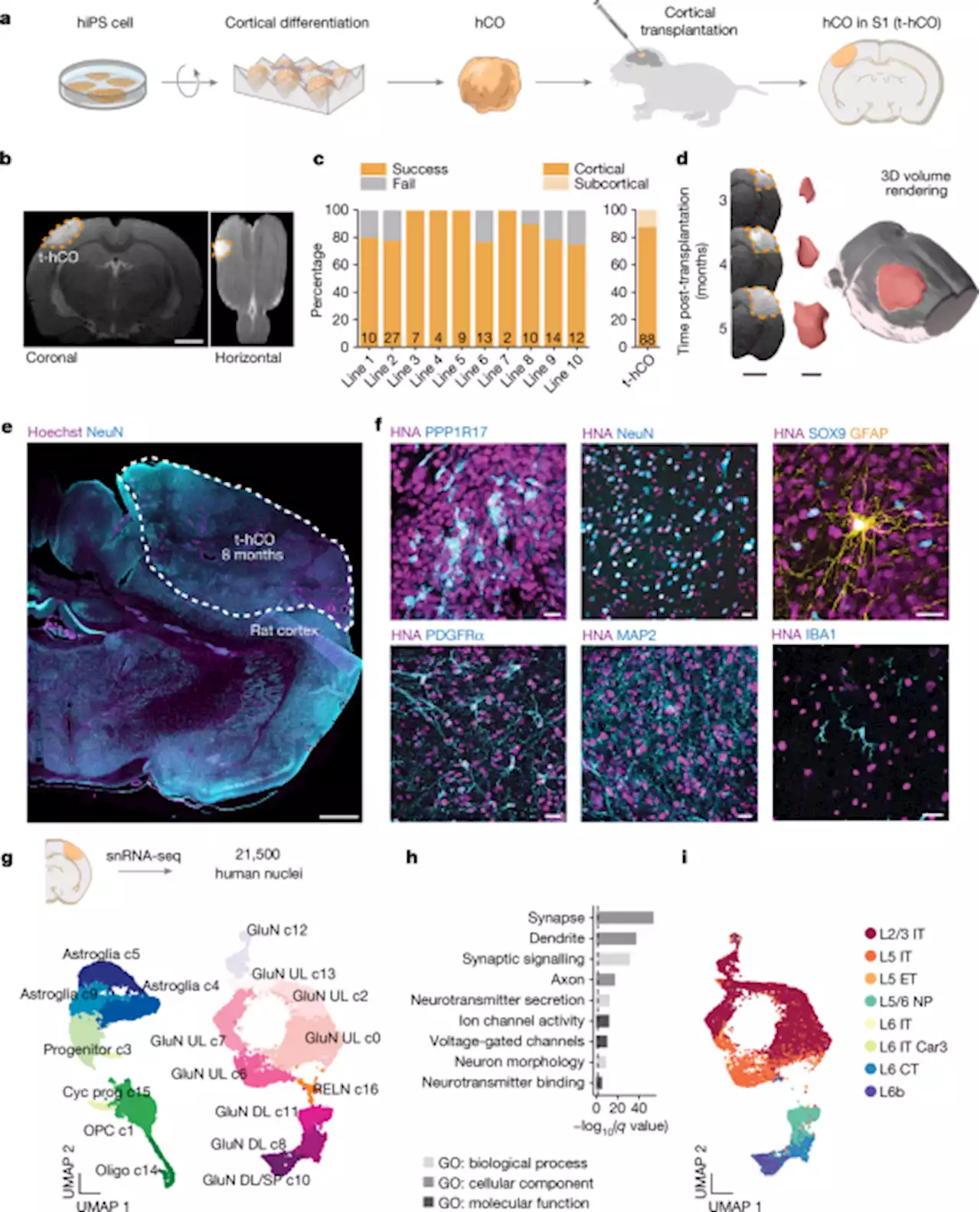 Maturation and circuit integration of transplanted human cortical organoids - Nature