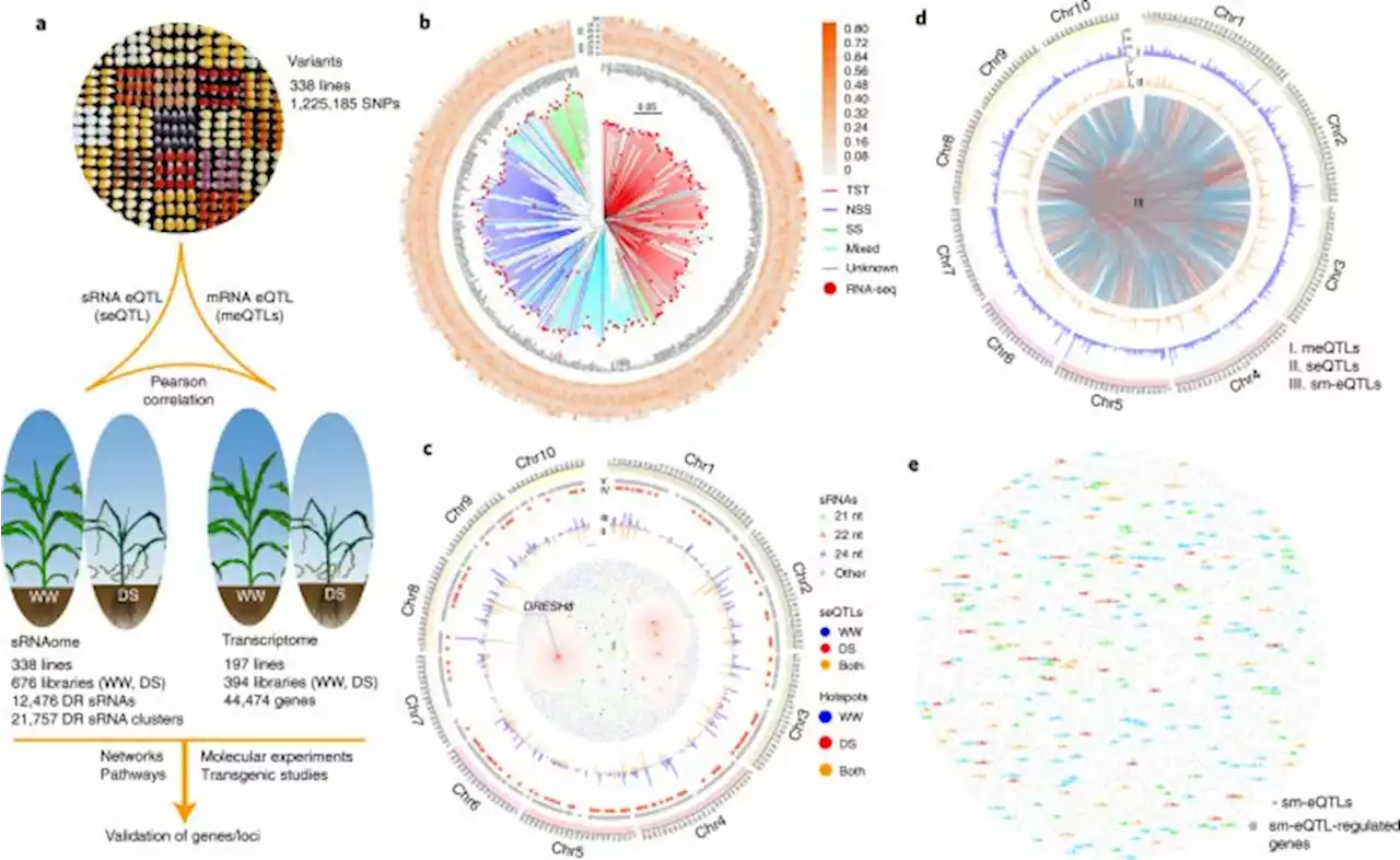 The role of transposon inverted repeats in balancing drought tolerance and yield-related traits in maize - Nature Biotechnology