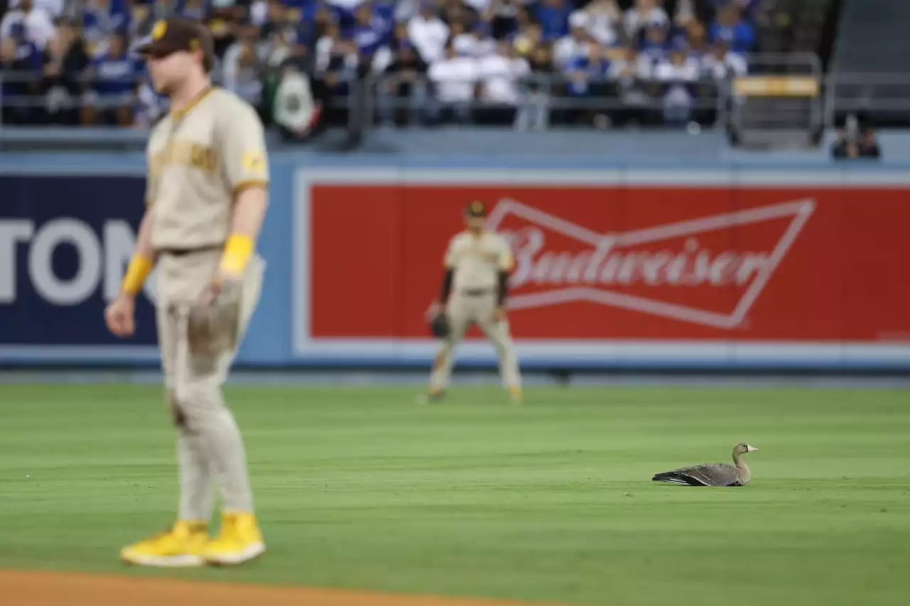 ‘Talk to Me, Goose!': Unexpected Wingman Helps Padres Even NLDS Against Dodgers