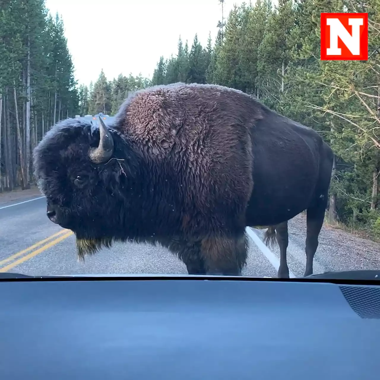 Watch Yellowstone bison charge at car, giving passengers extreme close-up