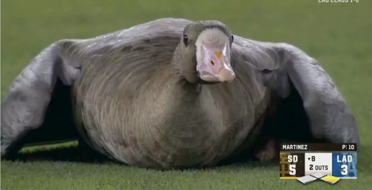 Dodgers-Padres game gets visits from a goose