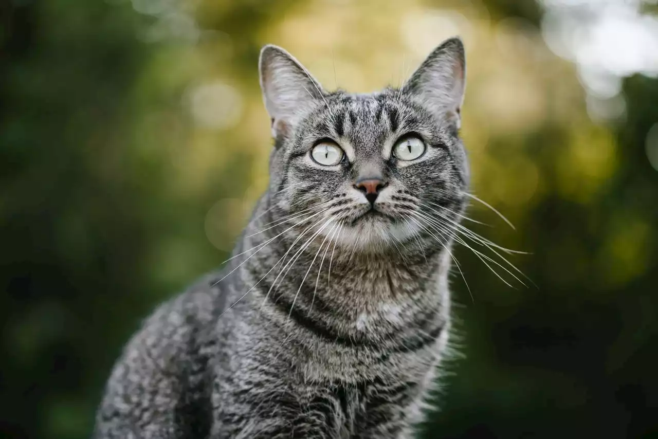 Pa. animal support group rescues 61 cats from home