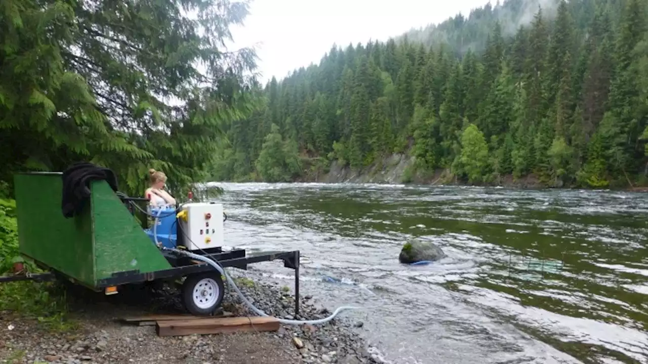 Mount Polley tailings pond breach still affecting aquatic life in Quesnel River