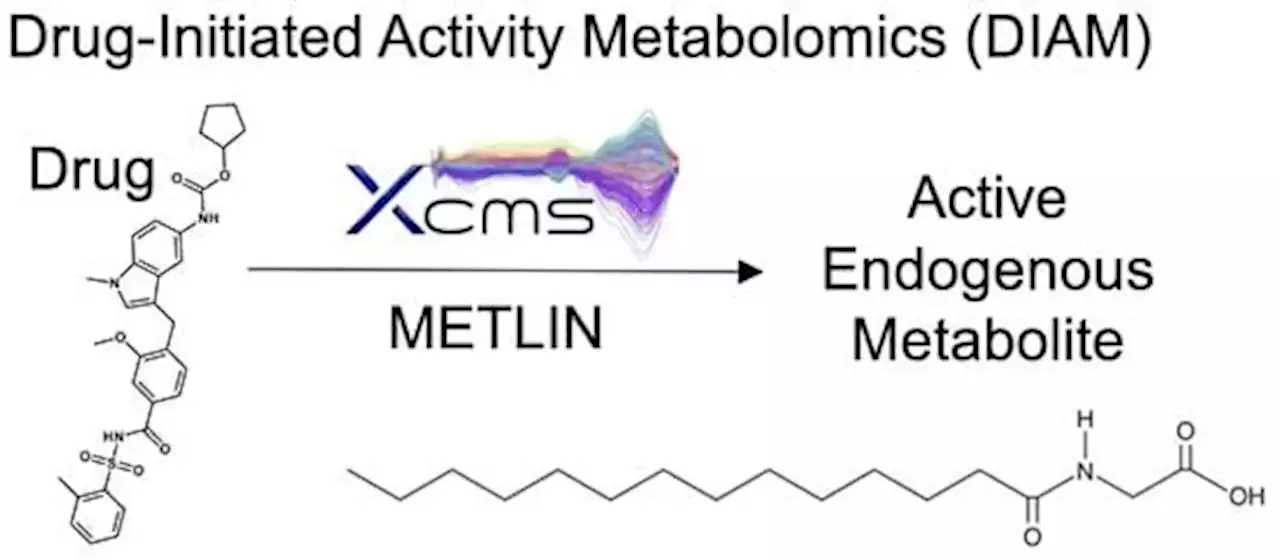 Drug-Initiated Activity Metabolomics Identifies Myristoylglycine as a Potent Endogenous Metabolite for Human Brown Fat Differentiation