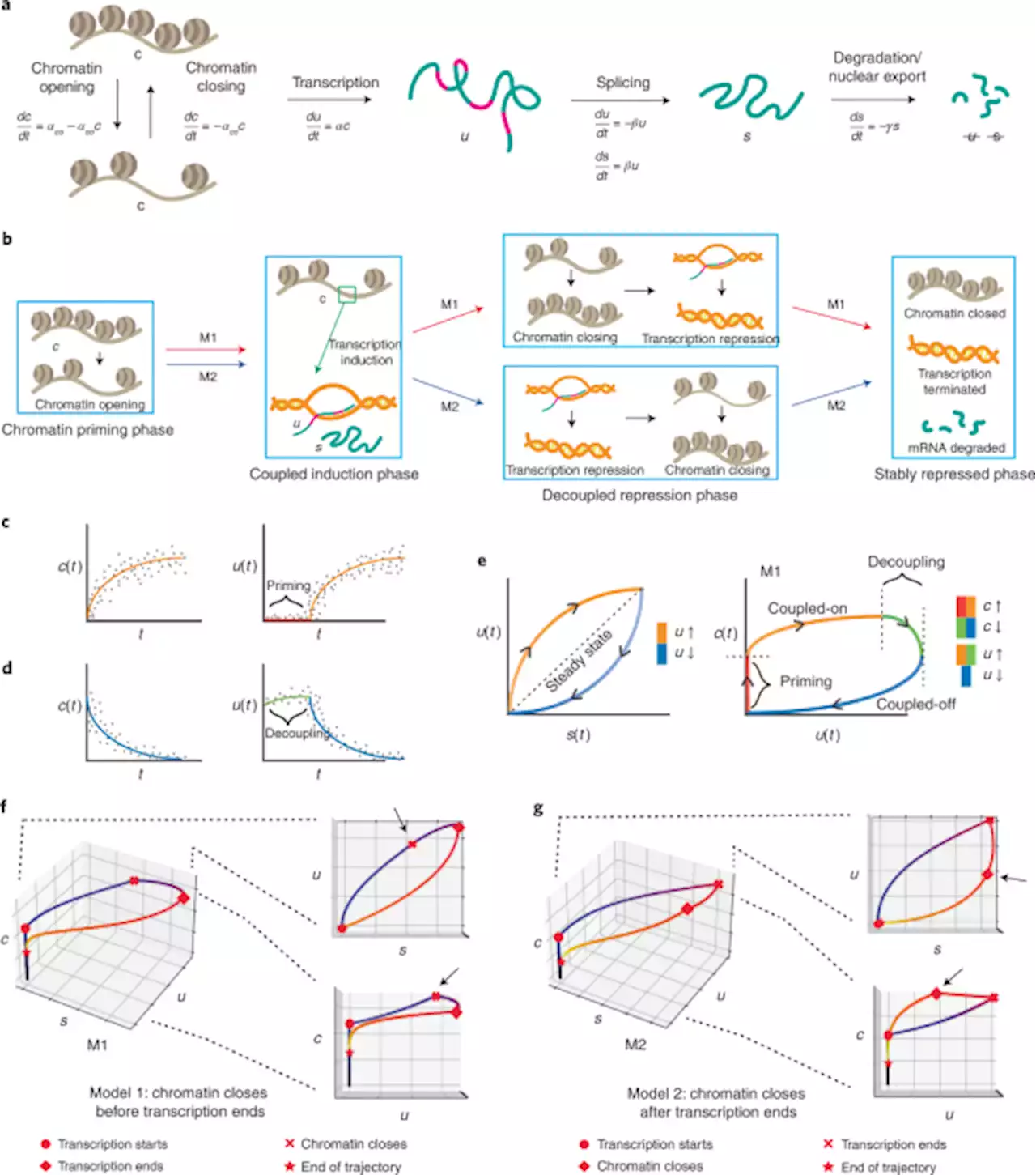 Multi-omic single-cell velocity models epigenome–transcriptome interactions and improves cell fate prediction - Nature Biotechnology