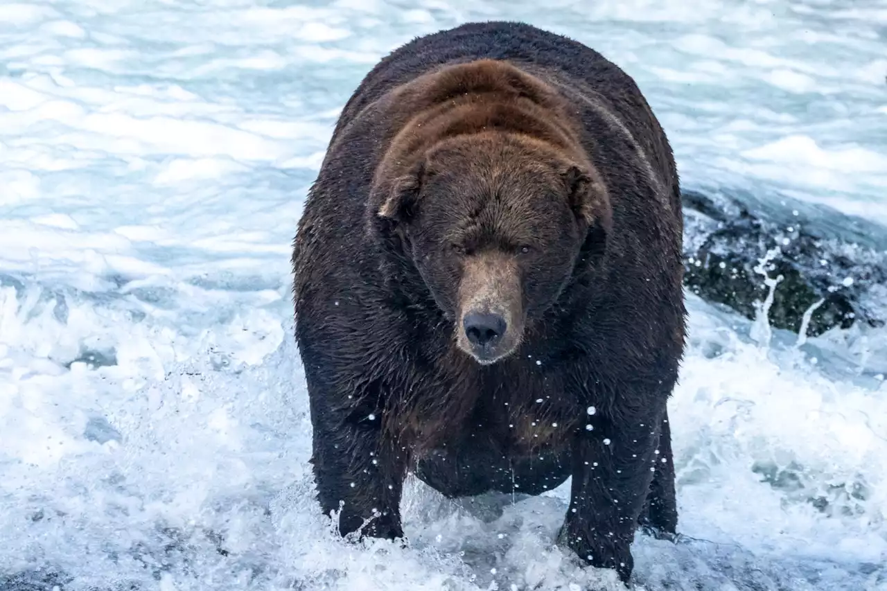 At 1,400 pounds, Bear Force One wins this year's Fat Bear Week showdown