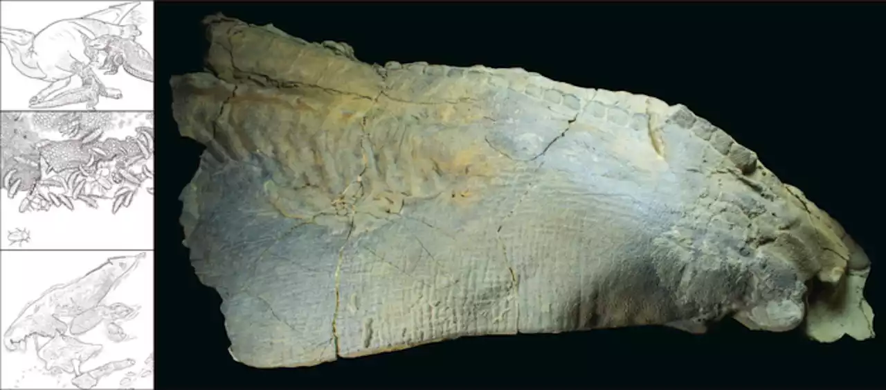 This dinosaur ended up mummified thanks to an ancient crocodile attack