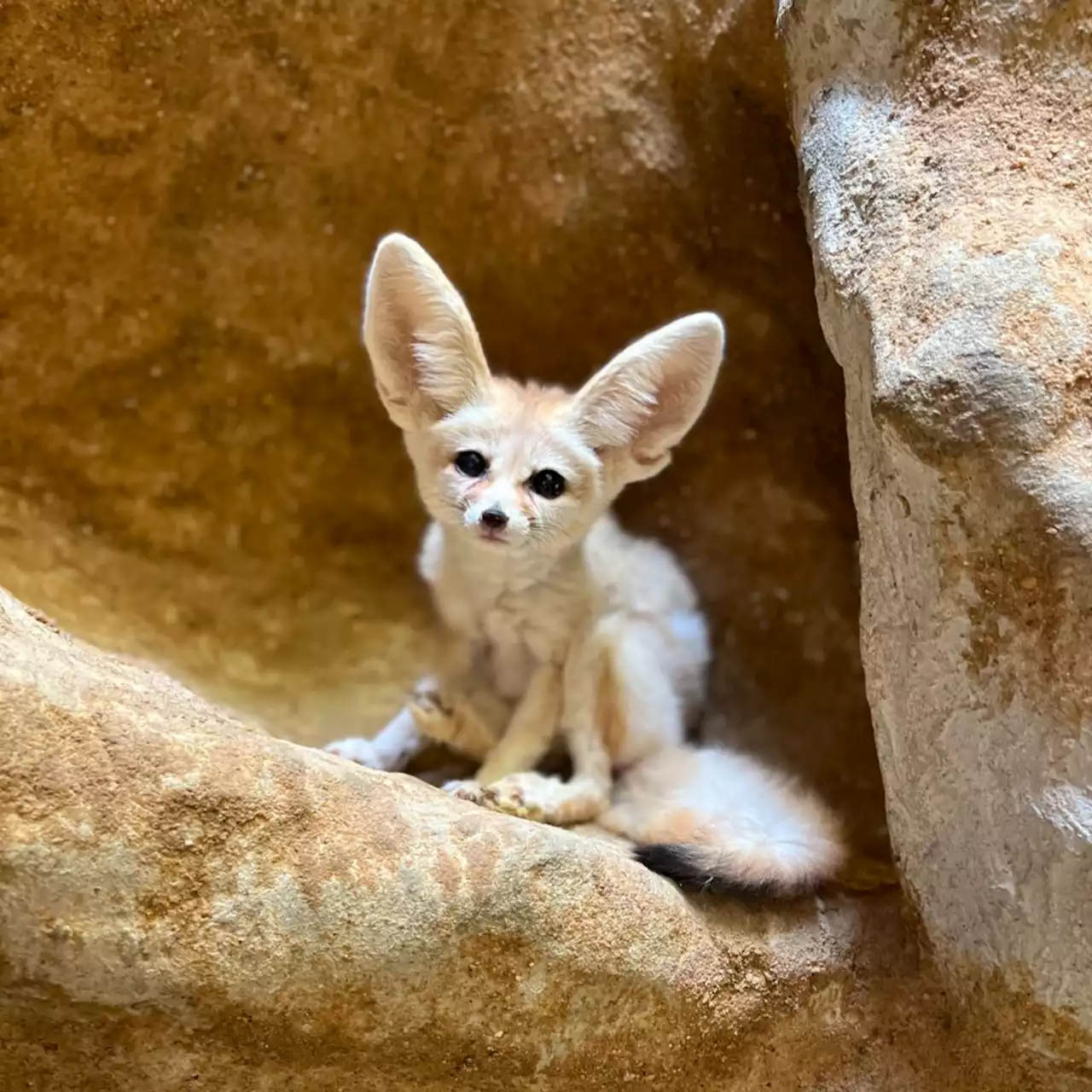 One of the Cutest Animals at the National Zoo, Daisy, died October 6th - PoPville