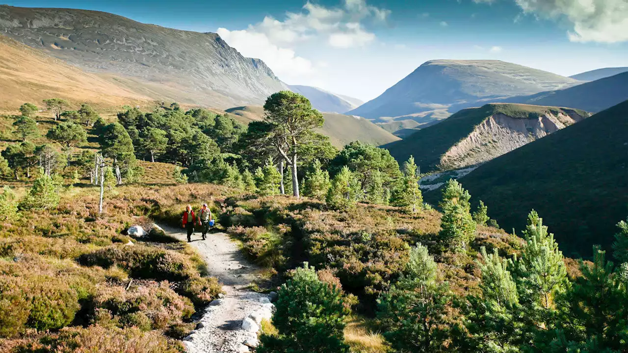 The Scottish Forest Immortalized by Romans Is Almost Gone