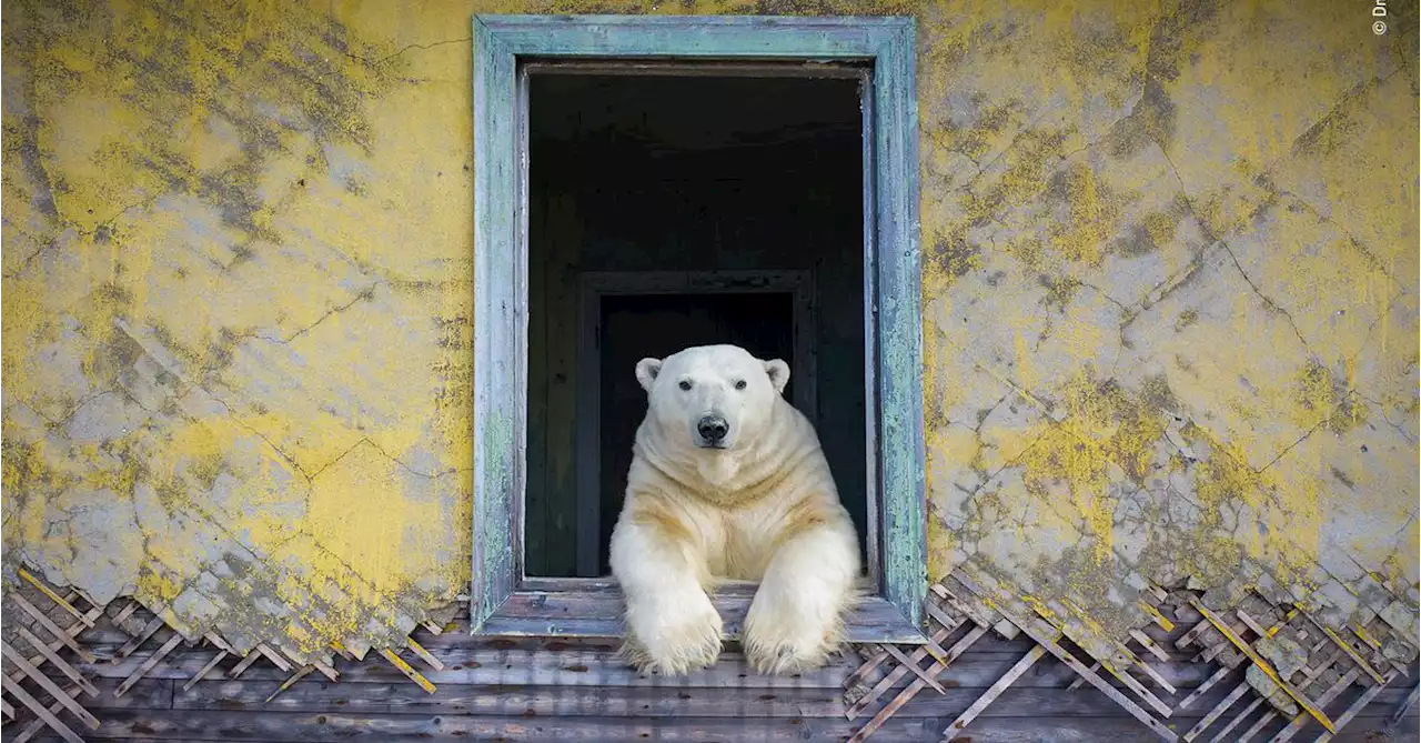 Check out these jarring images of urban wildlife