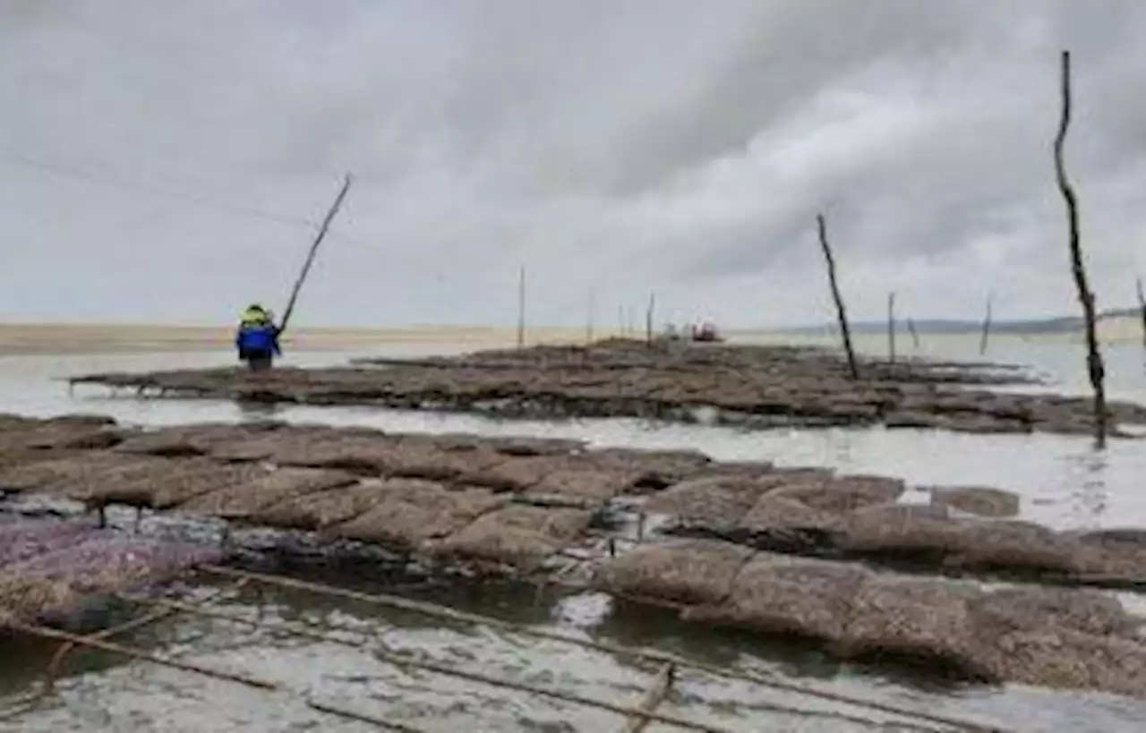 Seize tonnes d’huîtres saisies dans un parc ostréicole illégal en Gironde