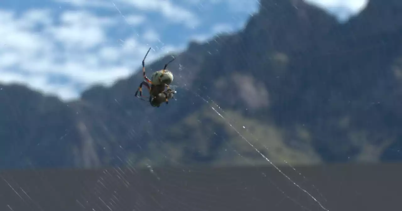 Why? Reports of spiders invading the Tucson area