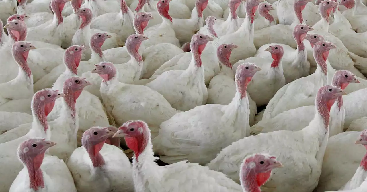 Sweeping changes proposed in way chicken, turkey meat processed