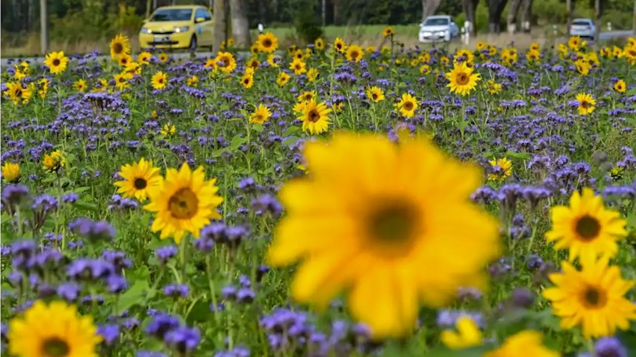 Sonnenblumenanbau bleibt Risiko für Bauern: Ertrag schwächer