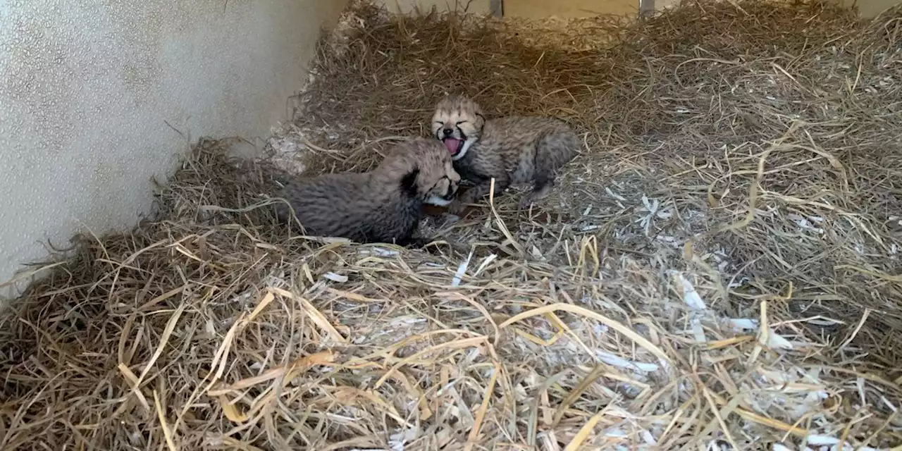 National Zoo Reveals Gender Of Two-Week Old Cheetah Cubs