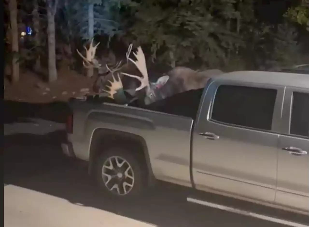 WATCH: Violent fight between 2 bull moose in Steamboat Springs caught on viral video