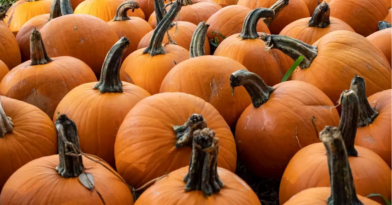 $402K of meth reportedly found in condom-filled pumpkins at Texas border