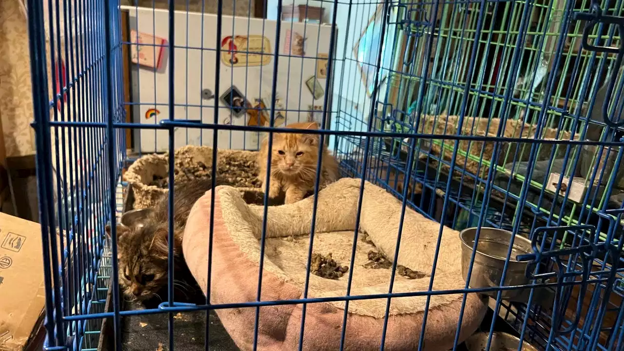 SPCA of Texas gets custody of 34 cats recovered from North Texas property